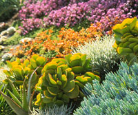 Succulents and flower bed in Tempe, AZ